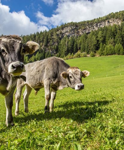 klausen-kuh-milch_wolfgang-gafriller[2]